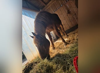 South German Coldblood, Gelding, 20 years, 16 hh, Chestnut-Red