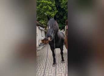 South German Coldblood, Gelding, 21 years, 16,2 hh, Black