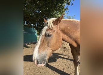 South German Coldblood, Gelding, 25 years, 15,2 hh, Brown-Light