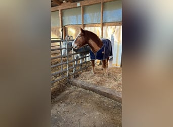 South German Coldblood, Gelding, 25 years, 15,2 hh, Chestnut-Red