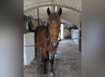 South German Coldblood, Gelding, 2 years, 15,2 hh, Brown