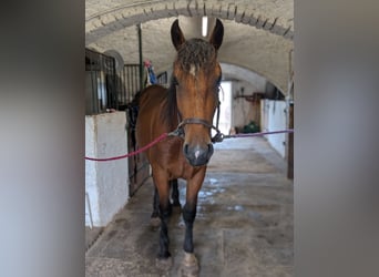 South German Coldblood, Gelding, 2 years, 15,2 hh, Brown