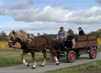 South German Coldblood, Gelding, 2 years, 16.1 hh, Chestnut