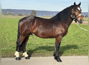 South German Coldblood, Gelding, 2 years, 16 hh, Bay-Dark