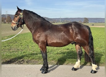 South German Coldblood, Gelding, 2 years, 16 hh, Bay-Dark