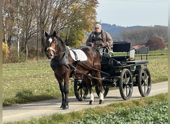 South German Coldblood, Gelding, 2 years, 16 hh, Bay-Dark