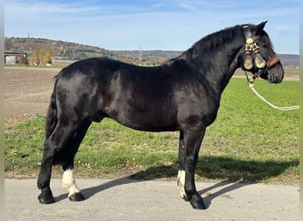 South German Coldblood, Gelding, 2 years, 16 hh, Black