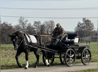 South German Coldblood, Gelding, 2 years, 16 hh, Black