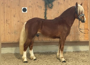 South German Coldblood, Gelding, 3 years, 15,1 hh, Chestnut-Red