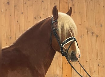 South German Coldblood, Gelding, 3 years, 15,1 hh, Chestnut-Red