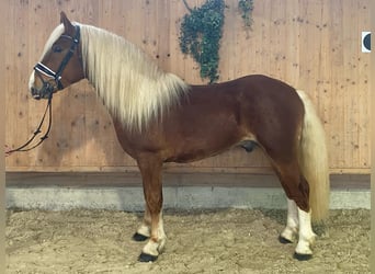 South German Coldblood, Gelding, 3 years, 15,1 hh, Chestnut-Red