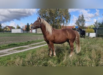 South German Coldblood, Gelding, 3 years, 15.2 hh, Chestnut