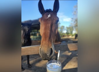 South German Coldblood, Gelding, 3 years, 16,2 hh, Brown