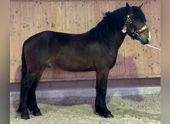South German Coldblood, Gelding, 3 years, 16 hh, Brown