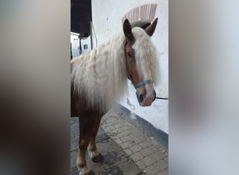 South German Coldblood, Gelding, 3 years, 16 hh, Chestnut
