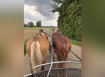South German Coldblood, Gelding, 3 years, 16 hh, Chestnut-Red