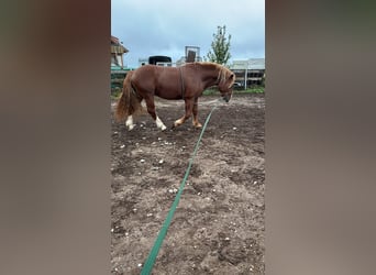South German Coldblood, Gelding, 3 years, 16 hh, Chestnut-Red
