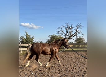 South German Coldblood, Gelding, 3 years, 16 hh, Chestnut-Red