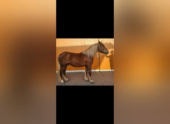 South German Coldblood, Gelding, 3 years, 16,1 hh, Chestnut-Red