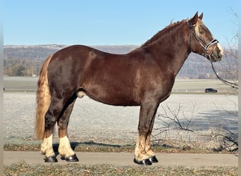 South German Coldblood, Gelding, 4 years, 15,2 hh, Chestnut
