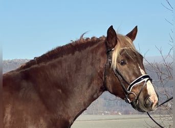 South German Coldblood, Gelding, 4 years, 15,2 hh, Chestnut