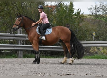 South German Coldblood, Gelding, 4 years, 16.1 hh, Brown