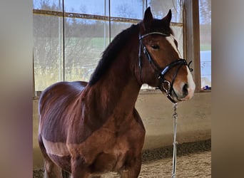 South German Coldblood, Gelding, 4 years, 16,1 hh, Brown