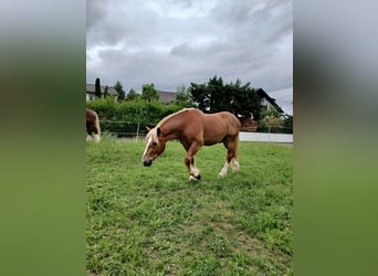 South German Coldblood, Gelding, 4 years, 16.1 hh, Chestnut-Red