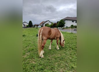South German Coldblood, Gelding, 4 years, 16.1 hh, Chestnut-Red