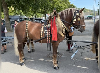 South German Coldblood, Gelding, 5 years, 16.1 hh, Chestnut