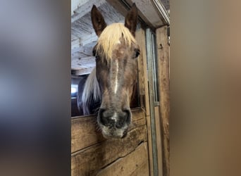 South German Coldblood, Gelding, 5 years, 16.2 hh, Brown