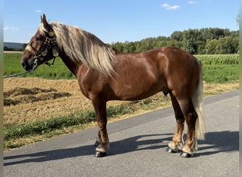 South German Coldblood, Gelding, 5 years, 16.3 hh, Chestnut