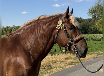 South German Coldblood, Gelding, 5 years, 16.3 hh, Chestnut