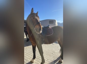 Süddeutsches Kaltblut, Wallach, 5 Jahre, 16 hh, Brauner