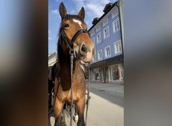 Süddeutsches Kaltblut, Wallach, 5 Jahre, 16 hh, Brauner