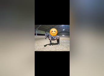 South German Coldblood, Gelding, 5 years, 16,1 hh, Brown