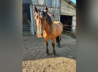 South German Coldblood, Gelding, 5 years, 16,1 hh, Brown