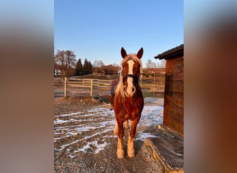 South German Coldblood, Gelding, 6 years, 16,1 hh, Chestnut-Red