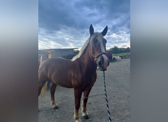 South German Coldblood, Gelding, 6 years, 16,1 hh, Chestnut-Red