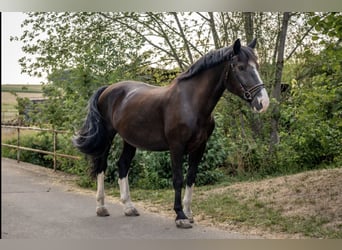 South German Coldblood Mix, Gelding, 7 years, 16.1 hh, Smoky-Black