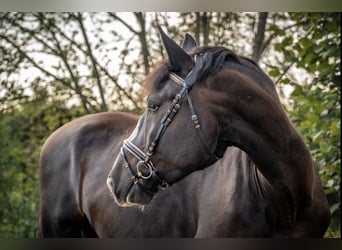 South German Coldblood Mix, Gelding, 7 years, 16.1 hh, Smoky-Black