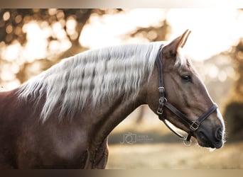 South German Coldblood, Gelding, 7 years, 16 hh, Chestnut