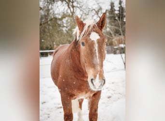 South German Coldblood, Gelding, 7 years, 16 hh, Chestnut-Red