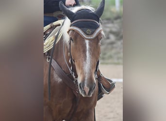 South German Coldblood, Gelding, 7 years, 16,1 hh, Chestnut