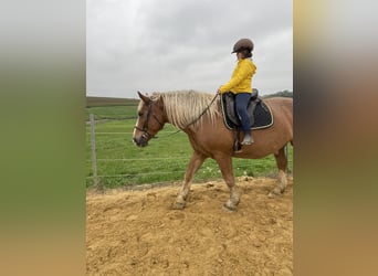 South German Coldblood, Gelding, 8 years, 16.2 hh, Chestnut-Red