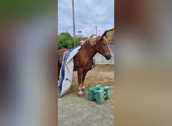 South German Coldblood, Gelding, 8 years, 16 hh, Chestnut-Red