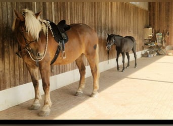 South German Coldblood, Gelding, 8 years, 18.1 hh, Chestnut-Red