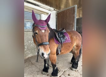 South German Coldblood, Mare, 10 years, 15.1 hh, Bay-Dark