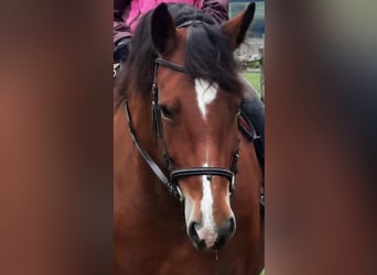 South German Coldblood, Mare, 10 years, 16 hh, Brown