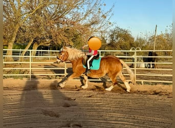 South German Coldblood, Mare, 11 years, 15,2 hh, Chestnut-Red